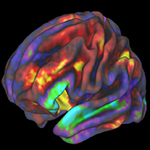 brain with colors