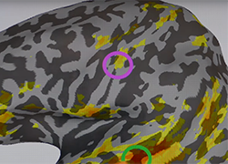 drawing of neurofeedback in brain